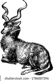 A native of South Africa and resembles the antelope. The male species of this animal has distinct horns that are in spiral form and nearly five feet long, vintage line drawing or engraving.