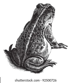 Natterjack Toad (Bufo calamita) / vintage illustration from Meyers Konversations-Lexikon 1897