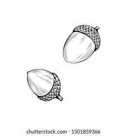 Natural acorns hand drawn vector illustration. Thanksgiving day, autumn season, botany outline symbol close up. 