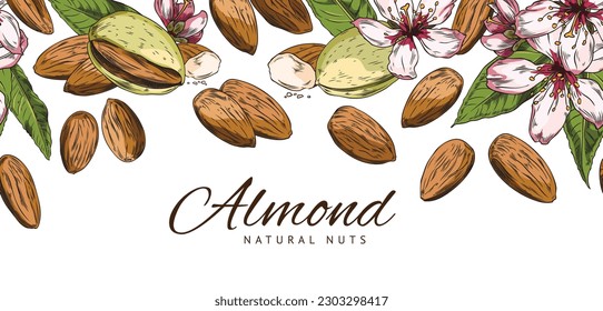 Natural almond nuts advertising banner with text, colored sketch vector illustration. Hand drawn almonds, nutshells, blooming pink flowers and green leaves.