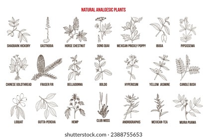 Natural analgetic plants collection. Hand drawn vector set of medicinal herbs