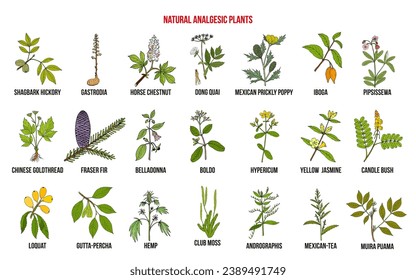 Natural analgetic plants collection. Hand drawn vector set of medicinal herbs