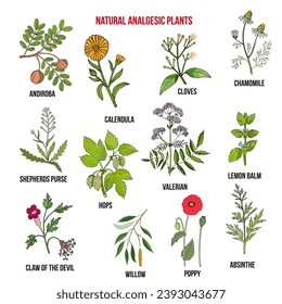 Natural analgetic plants collection. Hand drawn vector set of medicinal herbs