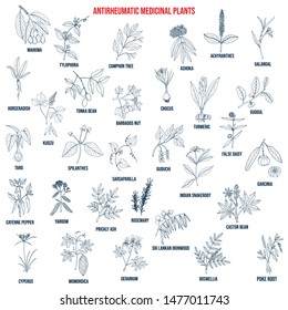 Natural antirheumatic medicinal plants, botanical set. Hand drawn vector illustration