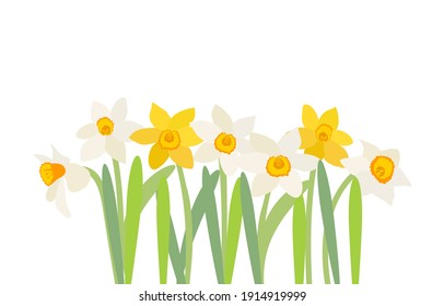 Natural background with daffodil flower and copy space. Vector Illustration