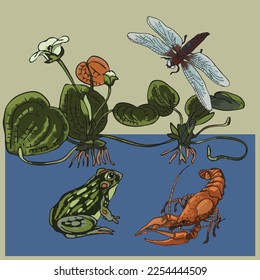 natural background habitat pond with water lily, cancer, frog, dragonfly