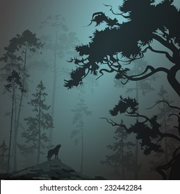 Natural background with pine forest and the wolf, moonlight