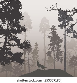 Natural background with pine forest and the wolf, brown tones