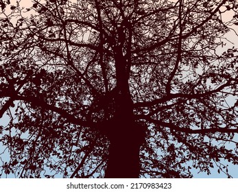 Natural background of silhouette old oak tree in autumn forest 