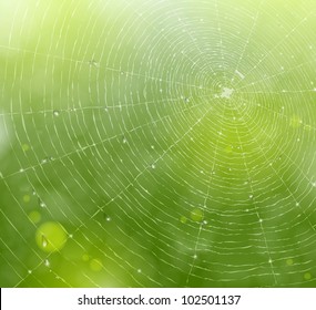 Natural background with a spider web and drops. Eps 10 svg