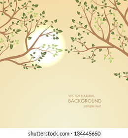 Fondo natural. Puesta del sol en un fondo de ramas de árbol