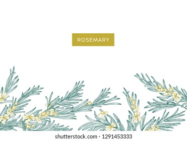 Natural banner template decorated with rosemary sprigs at bottom edge. Horizontal background with border made of aromatic wild blooming herb and place for text. Elegant stylish vector illustration.