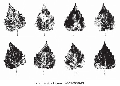 Natural birch leaves imprint, grunge style, vector, isolated, decorative elements for design