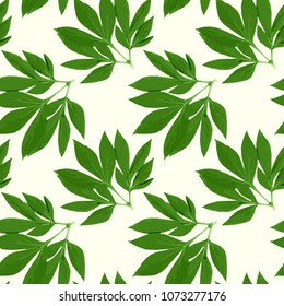 Natural botanical seamless pattern. Green peony leaves on white background. Vector garden illustration.