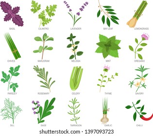 269,824 Herbs Isolated Stock Vectors, Images & Vector Art 