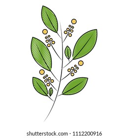 natural branch leaves seeds botanical