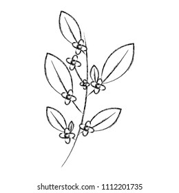 natural branch leaves seeds botanical