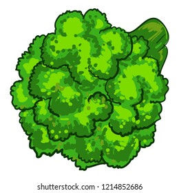 Natural broccoli icon. Cartoon of natural broccoli vector icon for web design isolated on white background