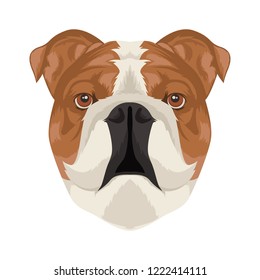 Natural Bulldog Face Vector