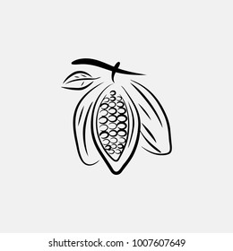 natural cacao vector art, cacao bean vector