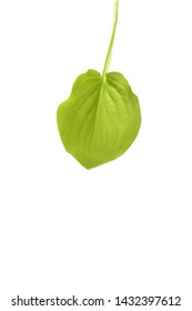 Natural, clean background image.
Organic, cosmetics Naturalistic industry is good for commercial images.