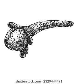 natural clove spice hand drawn. aroma spicy, brown group, herb healthy natural clove spice vector sketch. isolated black illustration