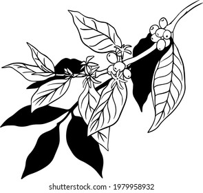natural coffee with black lines and blocks for background and design elements. Draw a coffee plant pattern for a fabric print. coffee posters, coffee packaging designs.