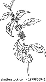 natural coffee with black lines and blocks for background and design elements. Draw a coffee plant pattern for a fabric print. coffee posters, coffee packaging designs.