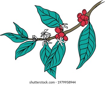 natural coffee with black lines and blocks for background and design elements. Draw a coffee plant pattern for a fabric print. coffee posters, coffee packaging designs.