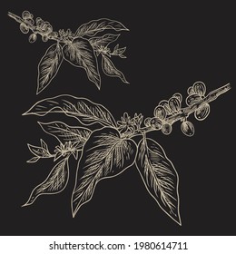 natural coffee with lines for background and design elements. Draw a coffee plant pattern for a fabric print. coffee posters, coffee packaging designs.