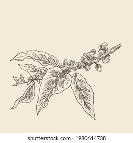 natural coffee with lines for background and design elements. Draw a coffee plant pattern for a fabric print. coffee posters, coffee packaging designs.