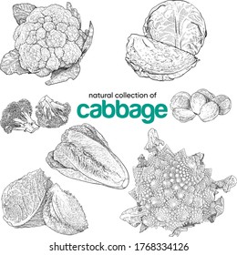 Recolección natural de col. Ilustración vintage de dibujo manual. Gráficos de línea. Basura, Saboya, col con flores, brócoli, lechuga, col de la Romanesco, brotes de Bruselas