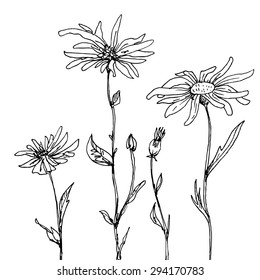 natural composition with ink drawn daisy flowers, doodle wild plants, monochrome black line drawing floral card, vector illustration