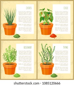 Natural condiments grown pot. Spicy chives, hot chili, fragrant rosemary and piquant thyme on posters with info vector illustrations.