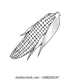 Natural corn hand drawn vector illustration. Thanksgiving day, agriculture sketch symbol. Maize cob, organic vegetable monochrome drawing. Autumn season harvest, popcorn ingredient, vegetarian food