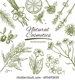 Marco cosmético natural. Cartel dibujado a mano por el vector. Hierbas y flores. Medicina a base de plantas.Lavanda. Chamomile.Rosemary.Orange.Jasmine.Tea tree.Mint. Vainilla. Clover.Calendula.Limón. Argán