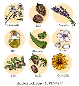 Natural cosmetics and medicine. A set of herbs and flowers painted black line on a white background. Vector sketch of botany. Chamomile, shea, lavander, oil, aloe vera, cherry, jojoba, calendula
