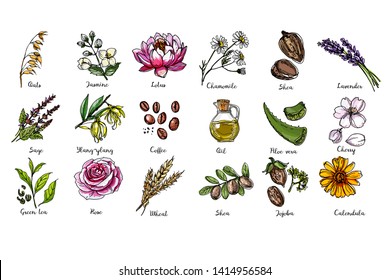 Natural cosmetics and medicine. A set of herbs and flowers painted black line on a white background. Vector sketch of botany. Chamomile, shea, lavander, oil, aloe vera, cherry, jojoba, calendula