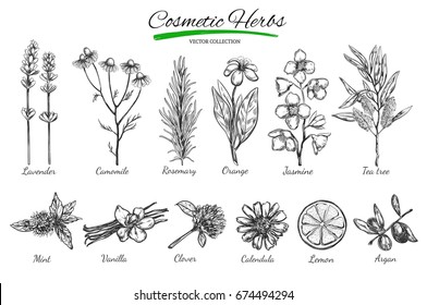 Natural Cosmetics. Vector Hand Drawn.Isolated Objects On White. Herbs And Flowers. Herbal  Medicine.  Lavender. Camomile.Rosemary.Orange.Jasmine.Tea Tree.Mint. Vanilla. Clover. Calendula. Lemon. Argan