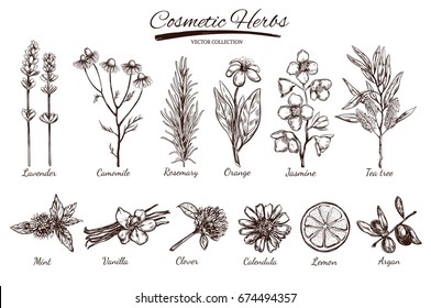 Natural cosmetics. Vector hand drawn.Isolated objects on white. Herbs and flowers. Herbal  Medicine. Lavender. Camomile.Rosemary.Orange.Jasmine.Tea tree.Mint. Vanilla. Clover. Calendula. Lemon. Argan