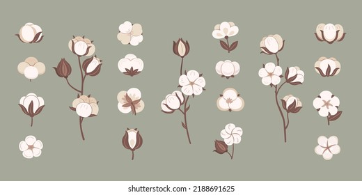 Natural cotton flowers. Plant bolls for soft fabric, organic textile symbol and cotton bloom vector set. Collection of various floral plants branches. Organic fluffy growing blossom