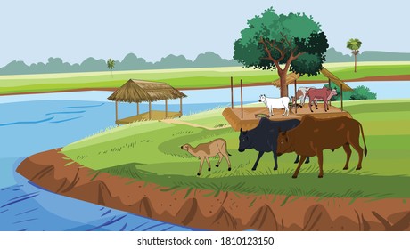 Natural cow rearing, on the banks of the river - illustration