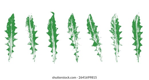 Natural dandelions leaves imprint, grunge style, vector, isolated, decorative elements for design