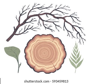 Natural decorative elements. Botanical illustrations. Vector clip art.