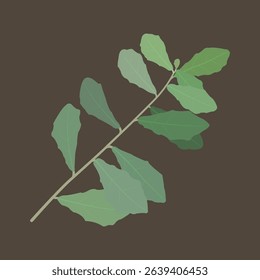 Natural design inspired by the tip of a leaf that looks aesthetic.