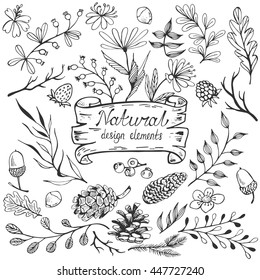 Natural design vintage elements big collection. Hand drawn vector illustration. Set of forest objects in doodle style.