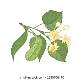 Dibujo natural detallado de la plataforma de lino con hojas y bellas flores florecientes. Magnífica planta medicinal dibujada a mano sobre fondo blanco. Diseño decorativo. Ilustración vectorial botánica.