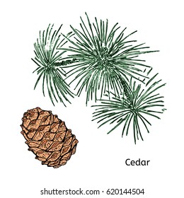 Natural drawing cedar concept with green twig and brown cone on white background isolated vector illustration
