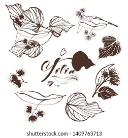 Natural drawings of  tilia, blooming flowers on white background. Decorative  Design element for packaging, Invitation cards decoration, wrapping, textiles, paper.