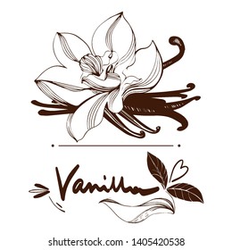 Natural drawings of vanilla with leaves, blooming flowers and leaves on white background. Decorative monochrome outline vector illustration hand drawn.